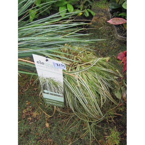 3175 - A Carex Grass 