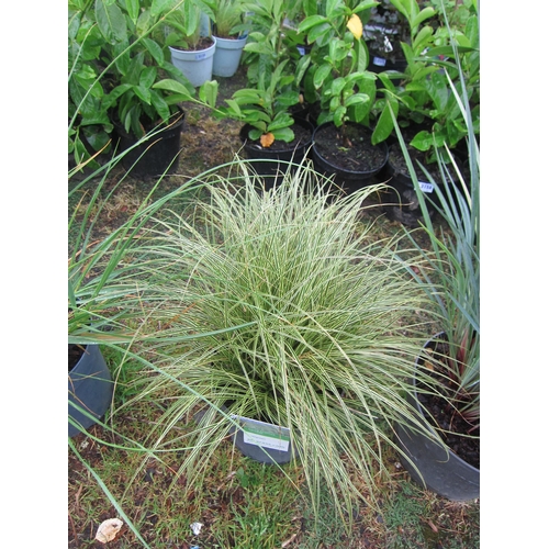 3177 - A Carex Grass 