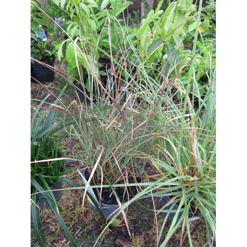 3180 - A Miscanthus Grass