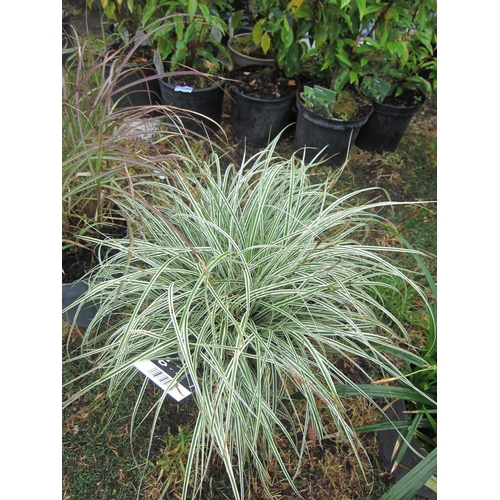 3182 - A Carex Grass 