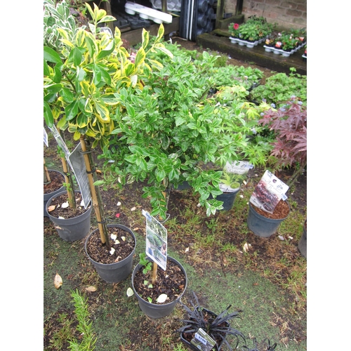 3191 - A mini standard Euonymus 