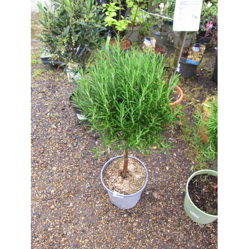 3200 - A mini standard Rosemary