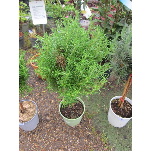 3201 - A mini standard Rosemary