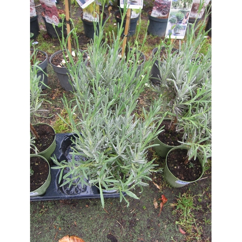 3205 - 2 mini standard Lavender