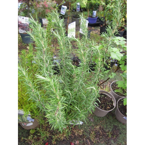 3208 - A Rosemary 