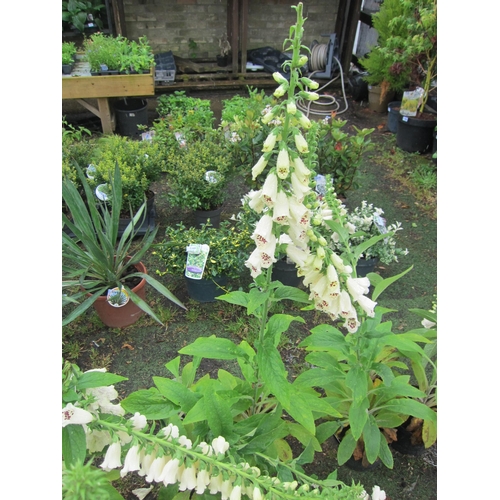 3225 - 3 Foxglove