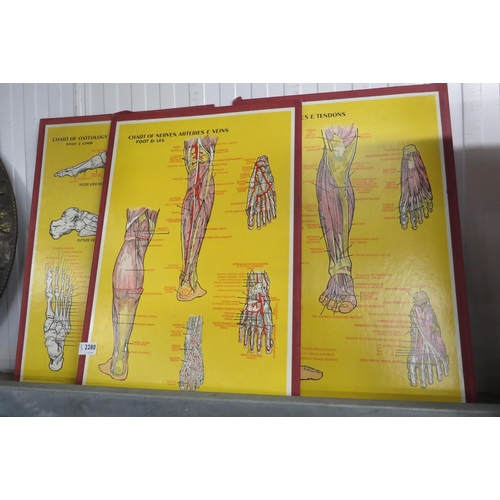 2280 - Three American educational school posters depicting legs