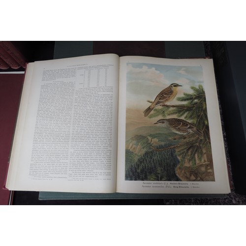 9376 - (Ornithology, J.G. Keulemans.) Johann Andreas Naumann; Carl Richard Hennicke & others (ed.): 'Naturg... 