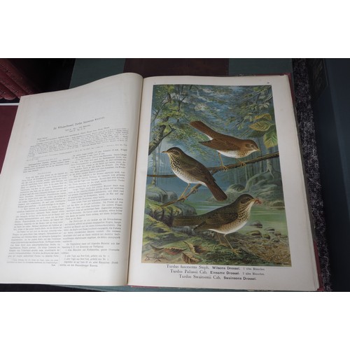 9376 - (Ornithology, J.G. Keulemans.) Johann Andreas Naumann; Carl Richard Hennicke & others (ed.): 'Naturg... 