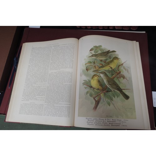 9376 - (Ornithology, J.G. Keulemans.) Johann Andreas Naumann; Carl Richard Hennicke & others (ed.): 'Naturg... 