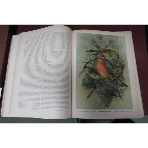 9376 - (Ornithology, J.G. Keulemans.) Johann Andreas Naumann; Carl Richard Hennicke & others (ed.): 'Naturg... 