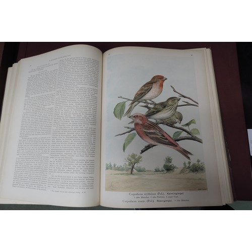 9376 - (Ornithology, J.G. Keulemans.) Johann Andreas Naumann; Carl Richard Hennicke & others (ed.): 'Naturg... 