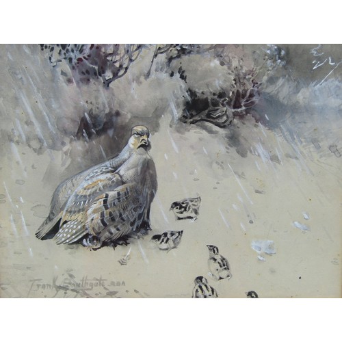 5450 - FRANK SOUTHGATE (1872-1916): A watercolour depicting Grey Partridge with young in the rain, signed l... 