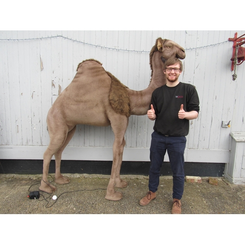 7096 - A Hansa life size animatronic plush camel with mains powered adjustable speed head nodding motion, 2... 