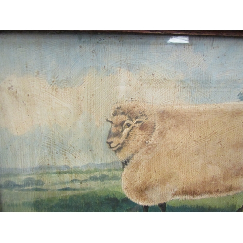 1038 - SHEPPARD: An oil on board entitled 'Old English Ewe', signed lower right, framed and glazed. 30cm x ... 