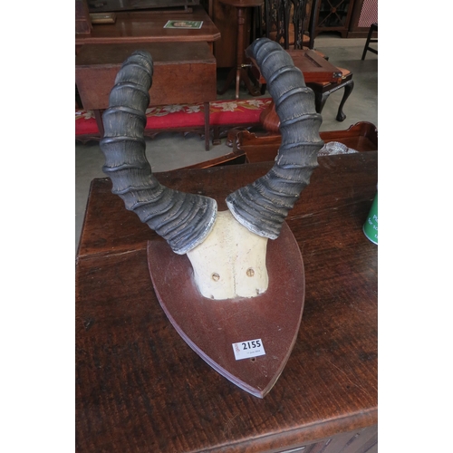 2155 - A pair of Gazelle horns on a mahogany plaque