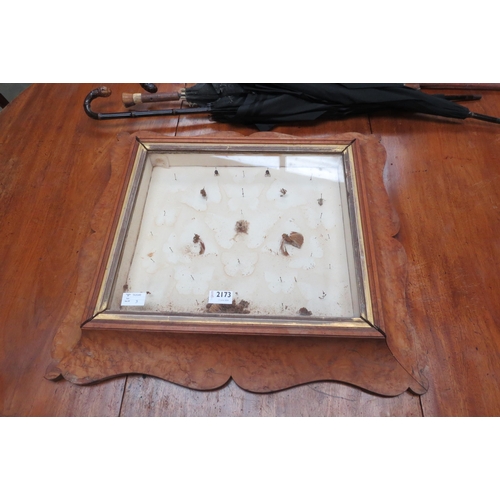 2173 - A Victorian maple framed wall-hanging display cabinet