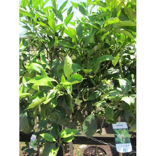 3008 - A Lemon Tree