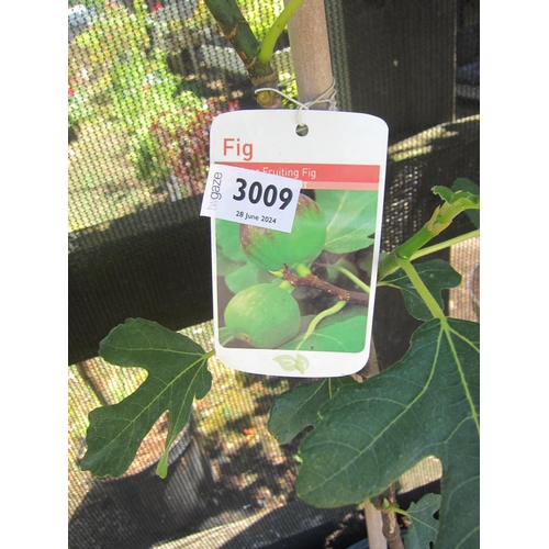 3009 - A Fig Tree