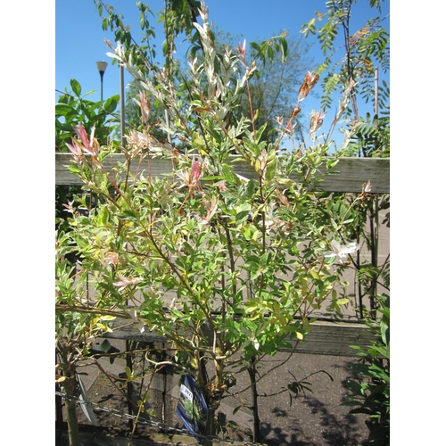 3021 - A standard Salix 