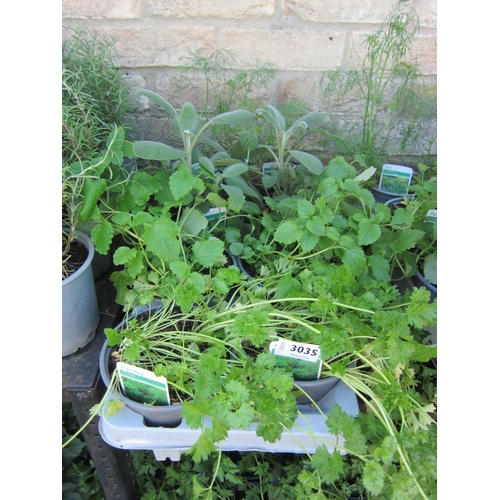 3035 - 8 mixed Herbs