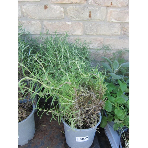 3039 - 3 Rosemary