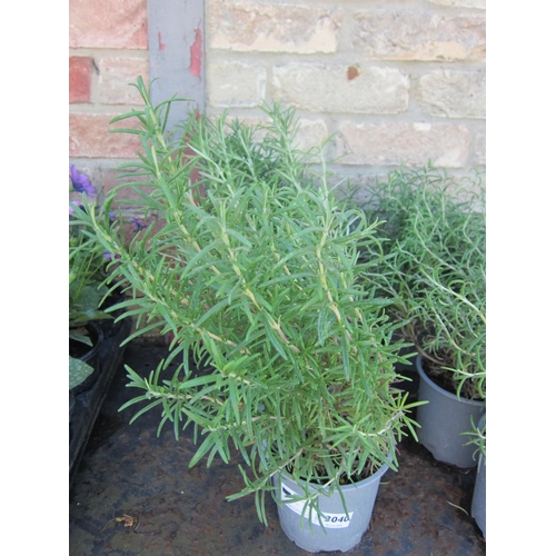 3040 - 3 Rosemary