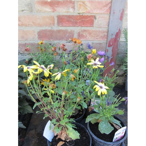 3041 - 9 Osteospermum