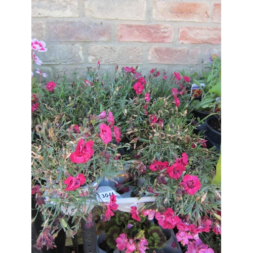 3046 - 10 Dianthus 