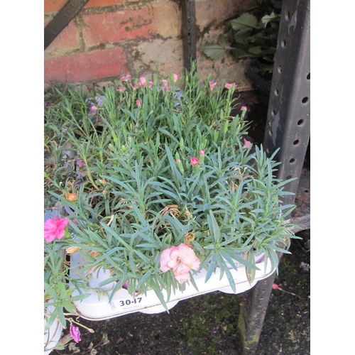 3047 - 9 Dianthus