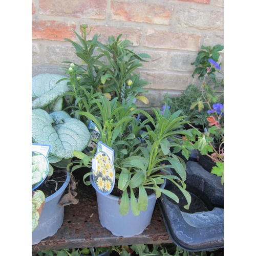 3057 - 3 mixed Leucanthemum