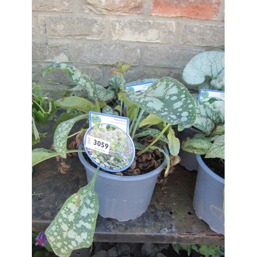 3059 - 1 Brunnera and Pulmonaria