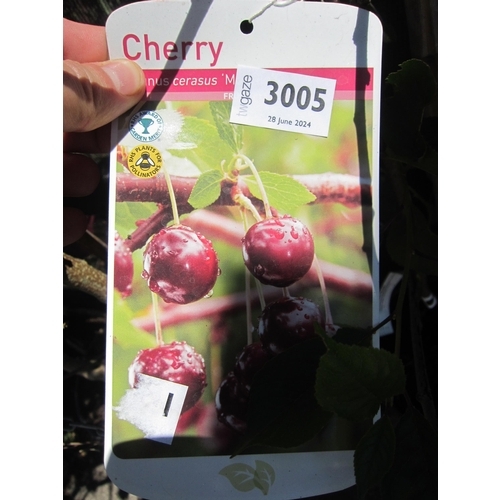 3005 - A Cherry Tree 