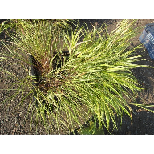 3429 - A quantity of potted grasses