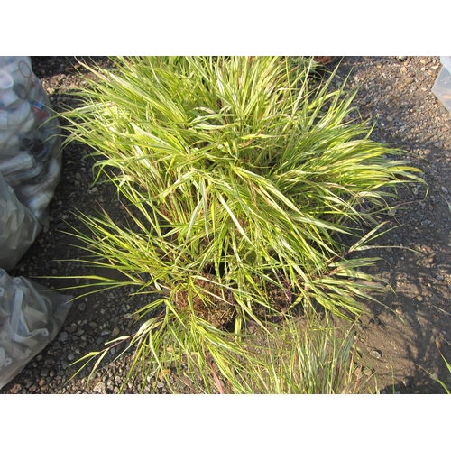 3430 - A quantity of potted grasses