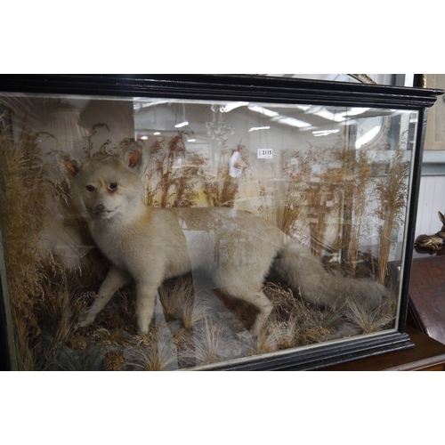 2115 - A Victorian cased taxidermy - sunbleached fox   (R) £150