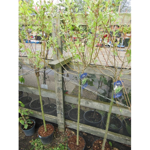 3022 - A Standard Salix 