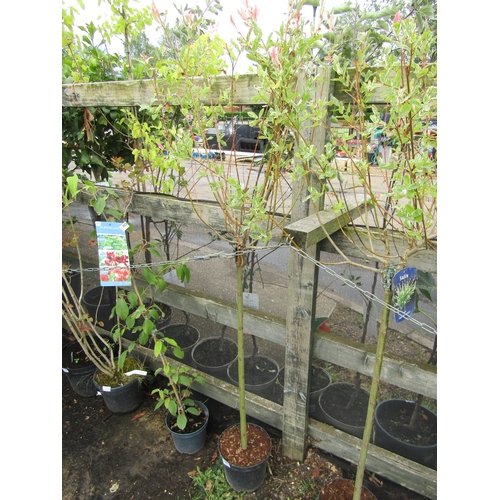 3023 - A Standard Salix 