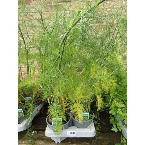 3031 - 8 Fennel