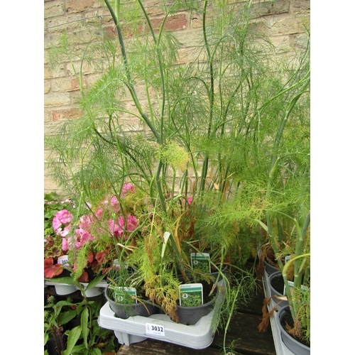 3032 - 8 Fennel