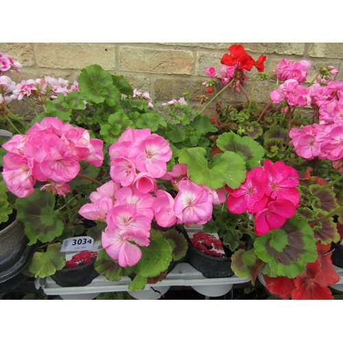 3034 - 13 mixed Zonal Geranium