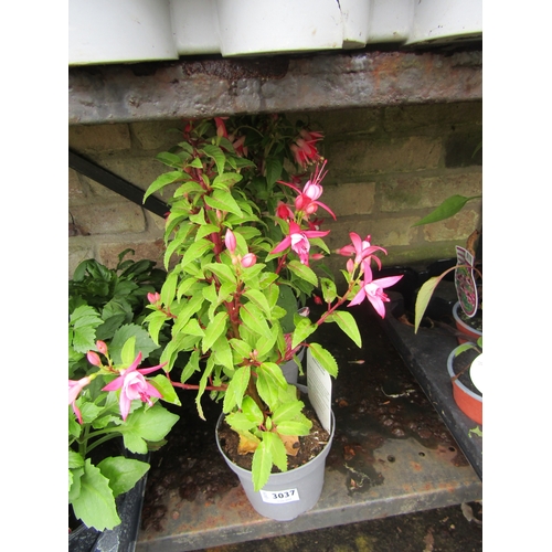 3037 - 3 mixed Fuchsia