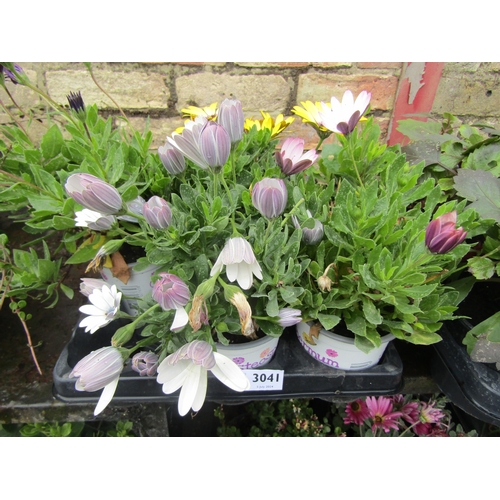 3041 - 6 Osteospermum