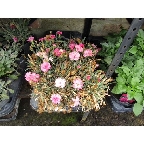 3042 - 6 Garden Pinks