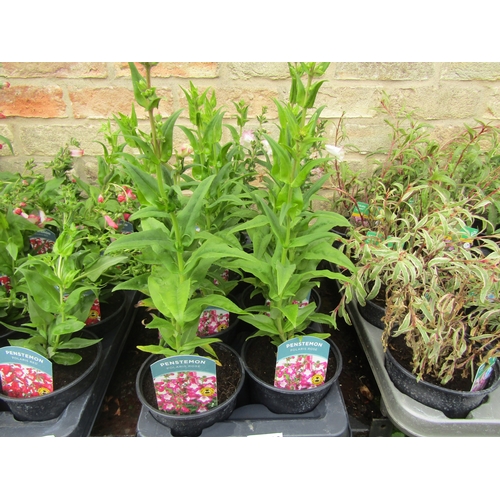 3060 - 7 rose Penstemon