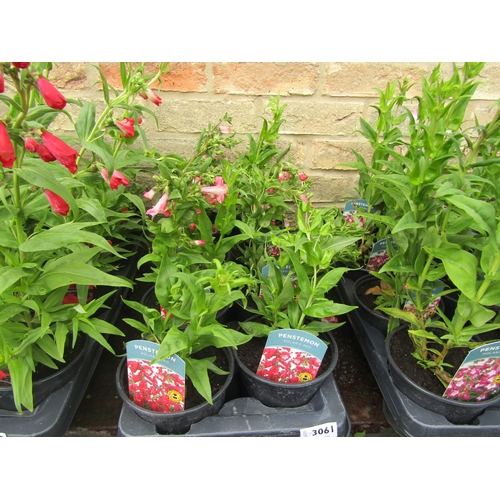 3061 - 8 red Penstemon