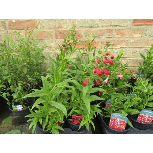 3062 - 8 red/white Penstemon