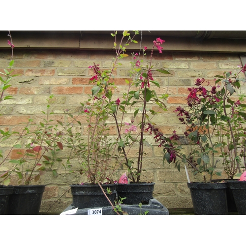 3074 - 3 mixed Salvia