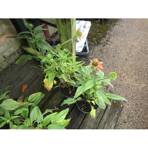 3087 - 3 Echinacea 