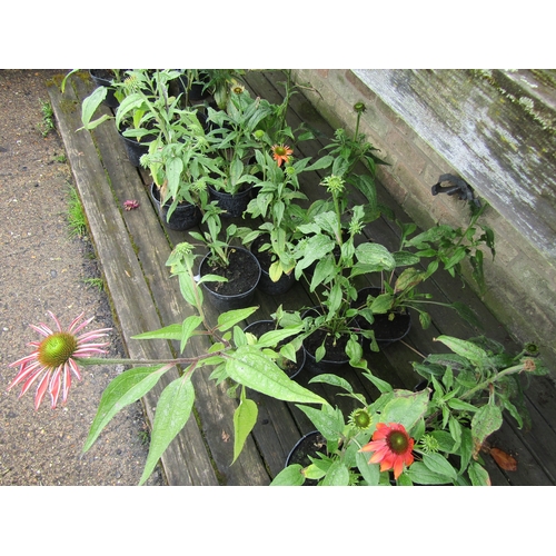 3089 - 3 Echinacea 